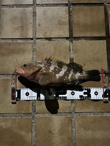 アコウの釣果