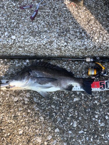 クロダイの釣果