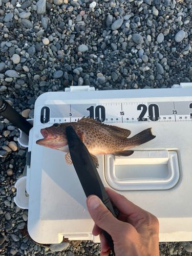 オオモンハタの釣果