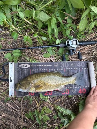 スモールマウスバスの釣果