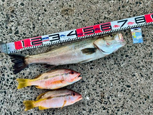 ヨコスジフエダイの釣果