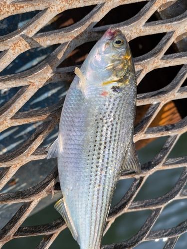 コノシロの釣果