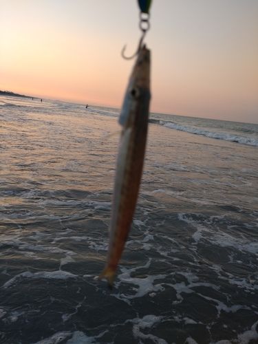 カマスの釣果