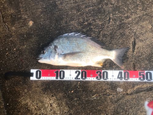 キビレの釣果