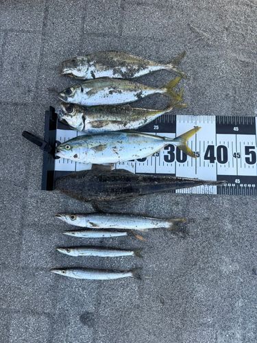 ワカシの釣果