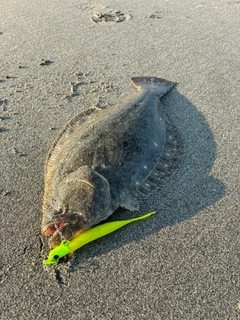 ヒラメの釣果