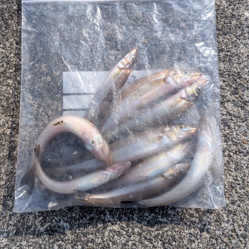 シロギスの釣果