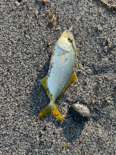 ショゴの釣果