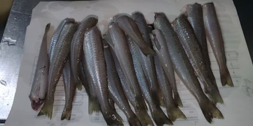 キスの釣果
