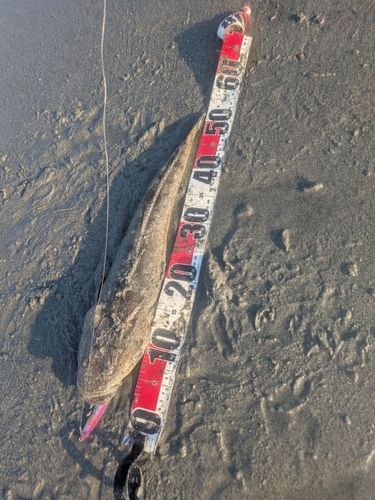 マゴチの釣果