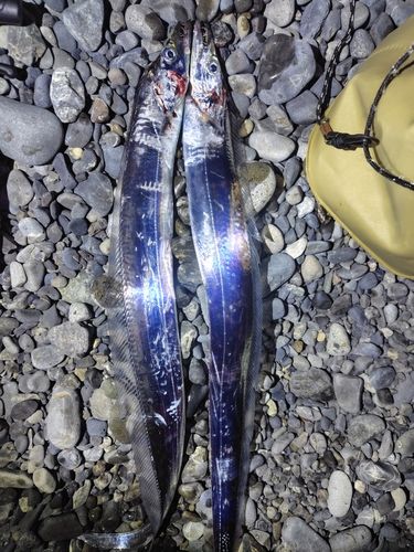 タチウオの釣果