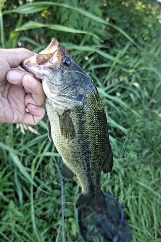 ラージマウスバスの釣果