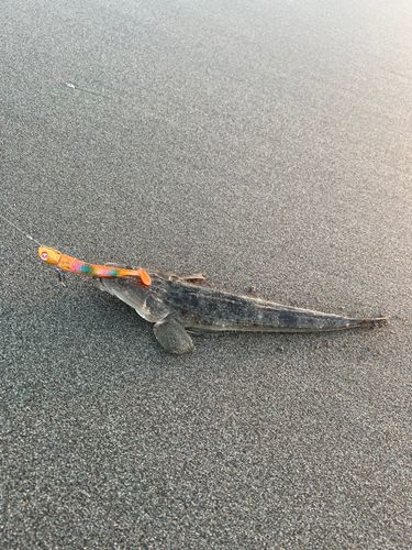 マゴチの釣果