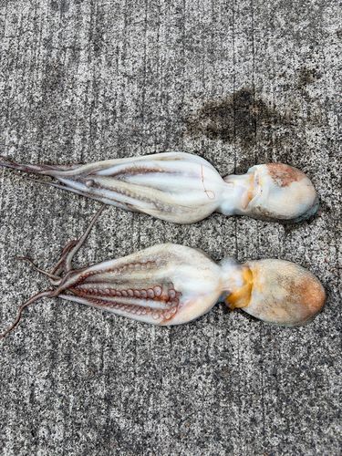 タコの釣果