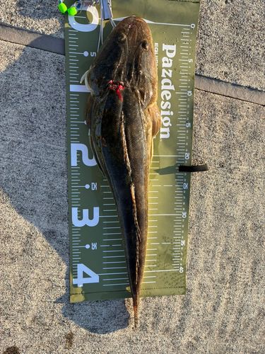 マゴチの釣果