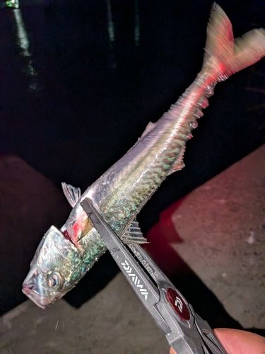 サバの釣果
