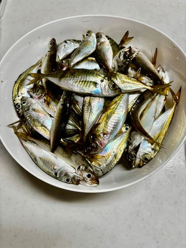 アジの釣果