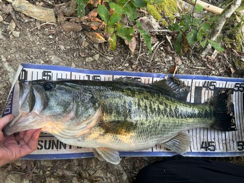 ブラックバスの釣果