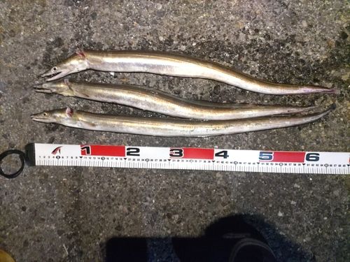 ハモの釣果