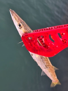 カマスの釣果