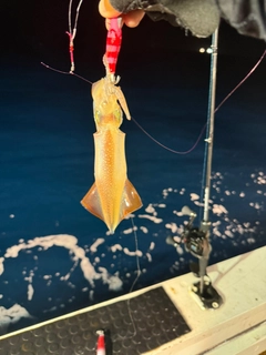 ケンサキイカの釣果