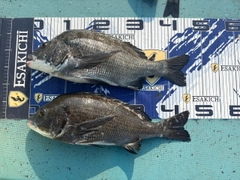 クロダイの釣果