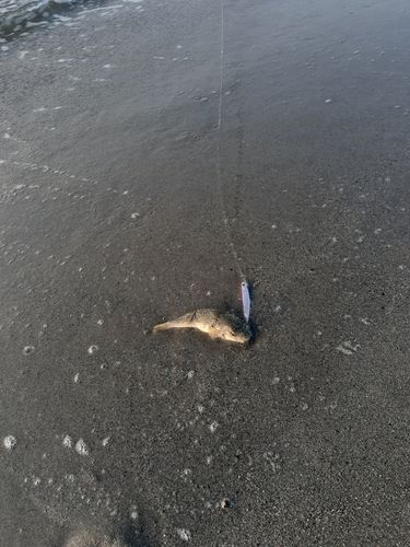 クサフグの釣果
