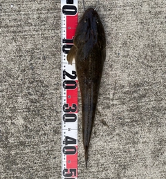 マゴチの釣果