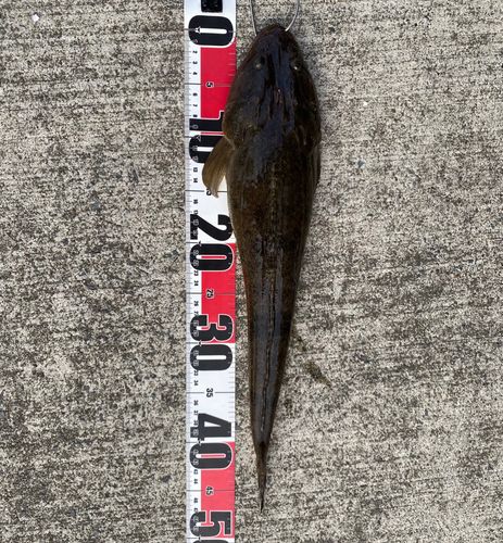 マゴチの釣果