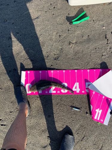 マゴチの釣果
