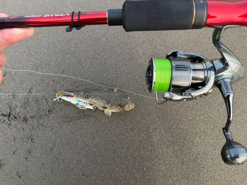 フグの釣果