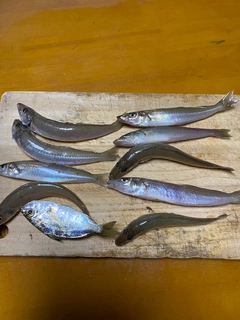 キスの釣果
