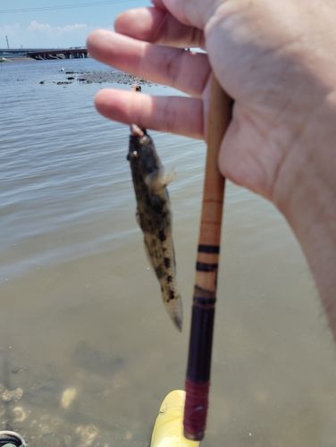 マハゼの釣果