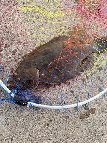 ヒラメの釣果