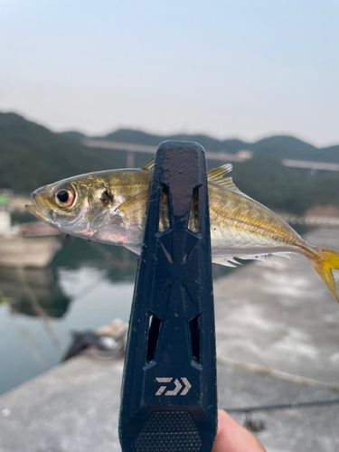 マアジの釣果