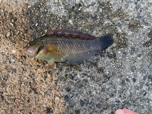 ベラの釣果