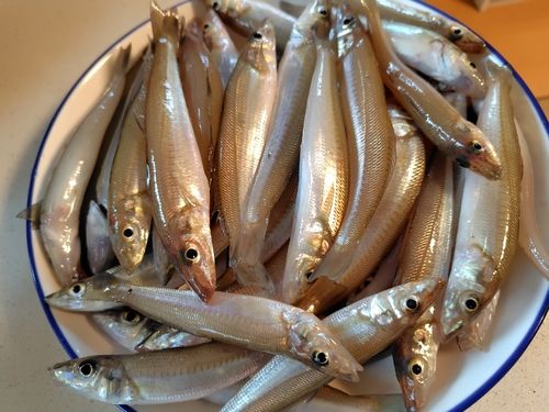 キスの釣果