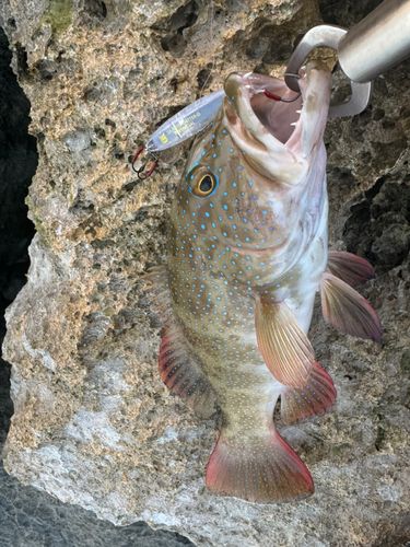 アカジンミーバイの釣果