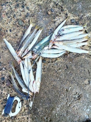 カマスの釣果