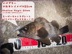 メバルの釣果