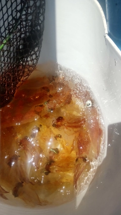 マルイカの釣果