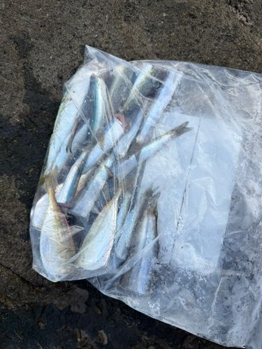 サバの釣果