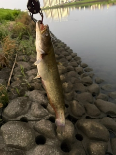ナマズの釣果