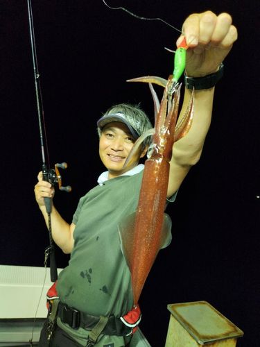 マイカの釣果