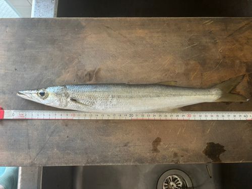 カマスの釣果