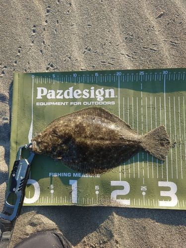 ソゲの釣果