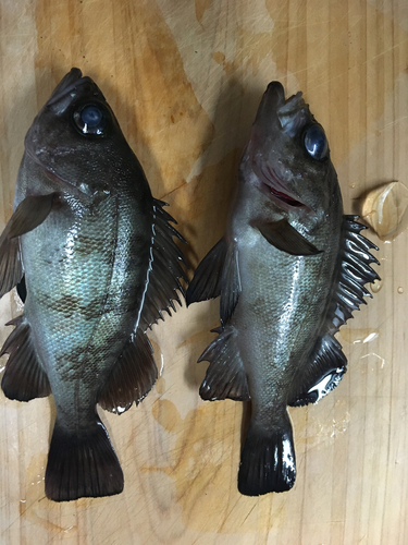 クロメバルの釣果