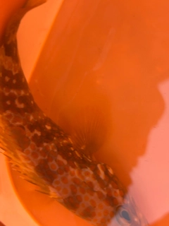 キジハタの釣果