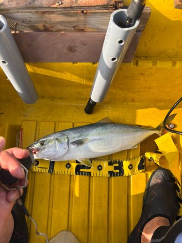 ハマチの釣果