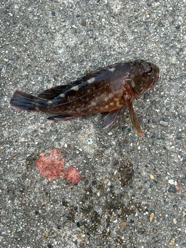 カサゴの釣果